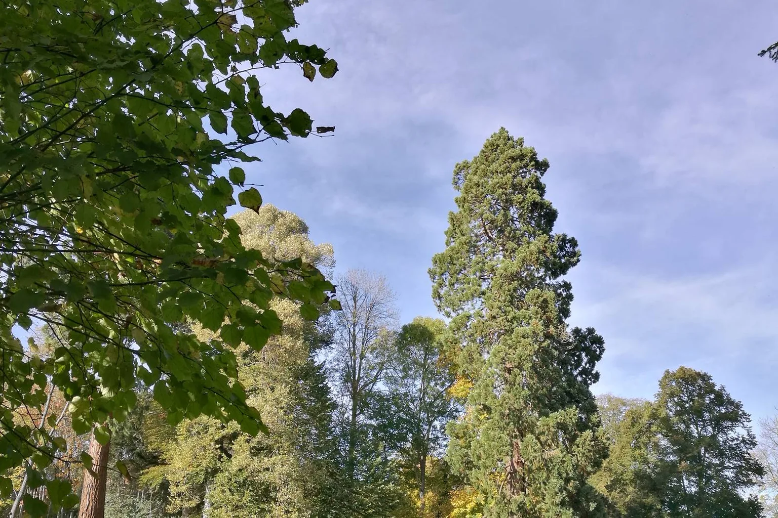 Allée du parc du château de Crocq, perspective vers la cité médiévale